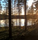 Midnight sun forest
