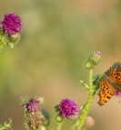 Butterfly on flower