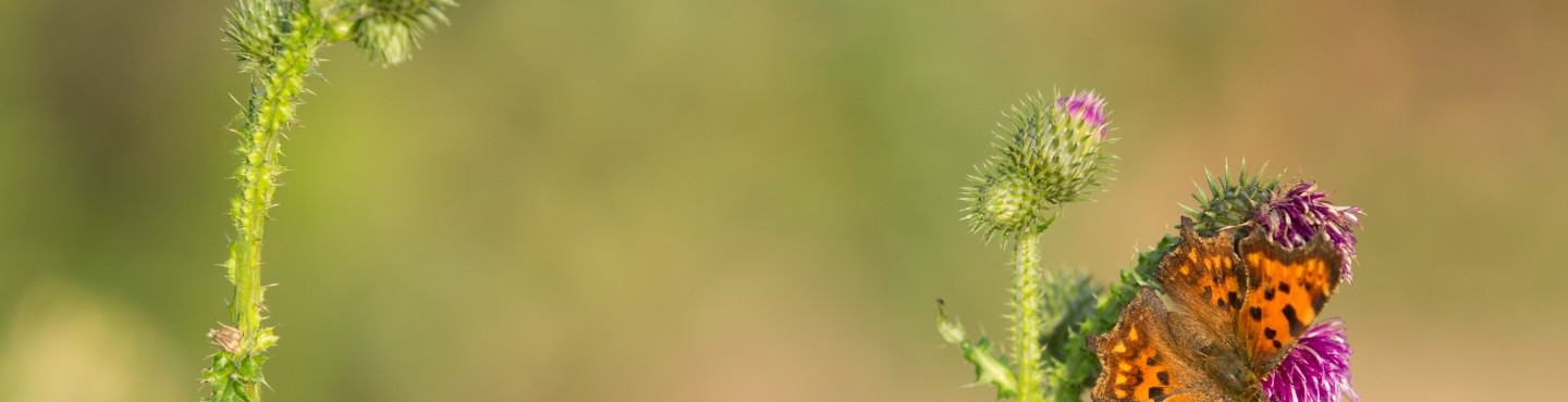 Butterfly on flower