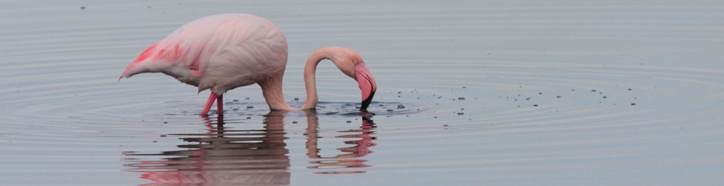 38-year-old flamingo Amelie