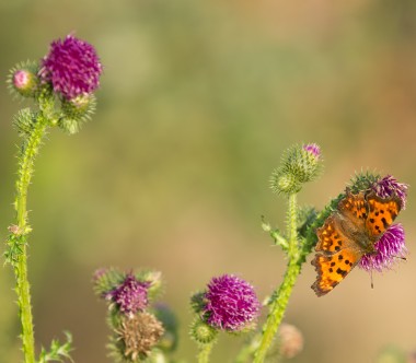 Butterfly on flower