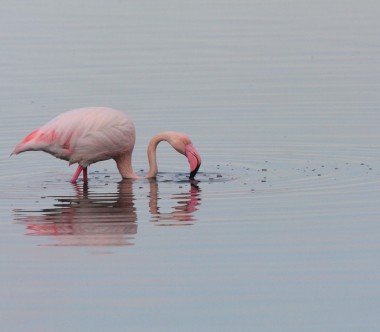 38-year-old flamingo Amelie